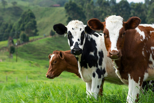 Did You Know… Cows Have Best Friends and Get Stressed When Separated?